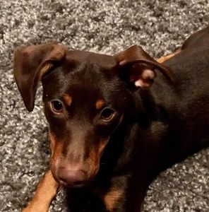 Meet your Posher, Barbara